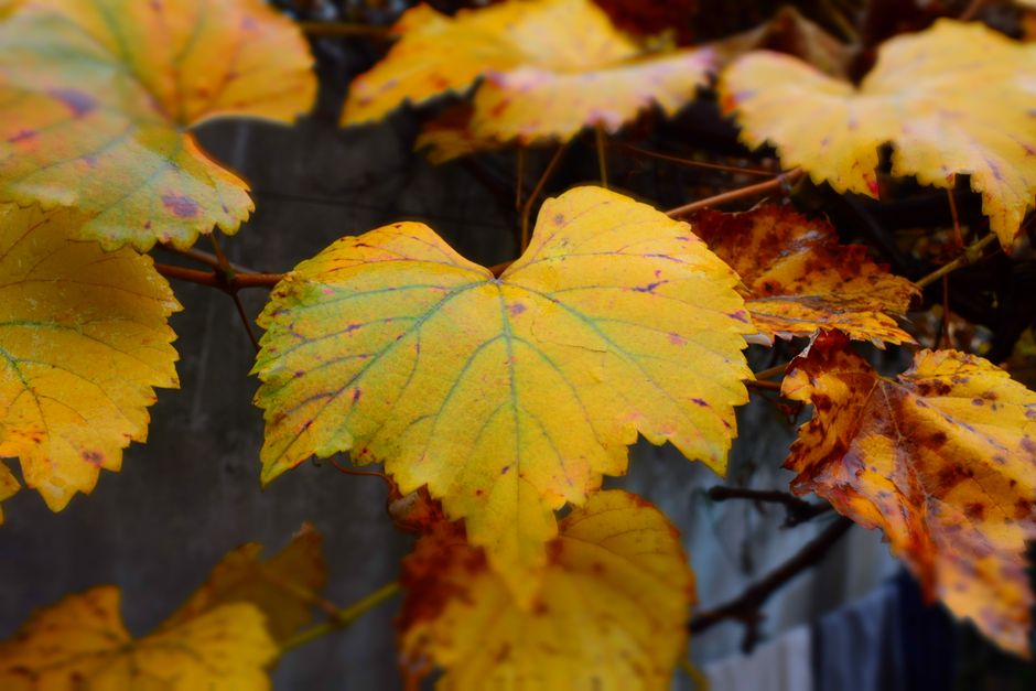 Warme herfstkleuren sieren de veranda decor.