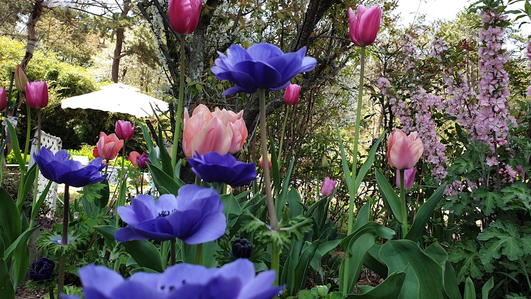 Tuin met uitbundige voorjaarsbloemen in bloei. Tuin met uitbundige voorjaarsbloemen in bloei.